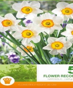 Flower Record bulbi de toamna narcise