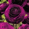 Ranunculus Purple, bulbi de toamna
