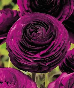 Ranunculus Purple, bulbi de toamna