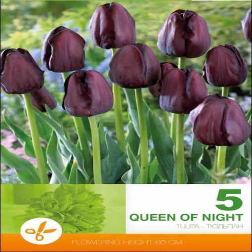 Queen of Night bulbi de toamna lalele