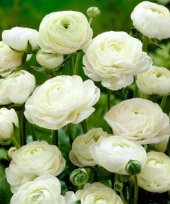 Ranunculus White, bulbi de toamna
