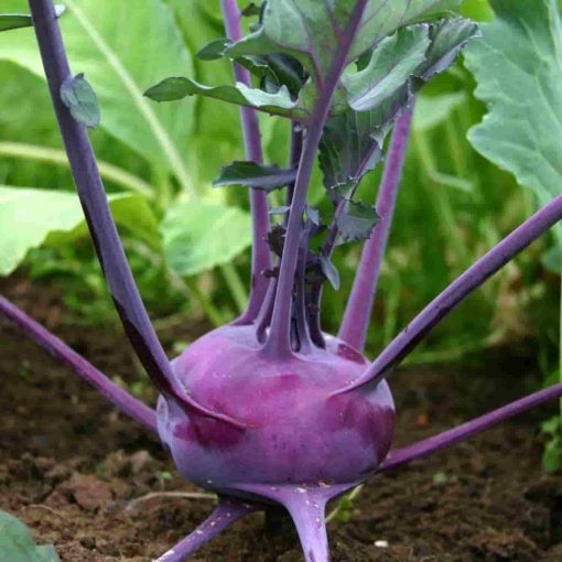 Delicacy Purple seminte gulioare mov