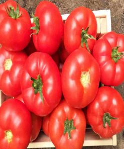 Marifet F1 tomate semideterminate syngenta