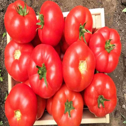 Marifet F1 tomate semideterminate syngenta