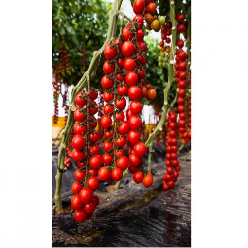 Paskualeto F1 tomate cherry nedeterminate Syngenta