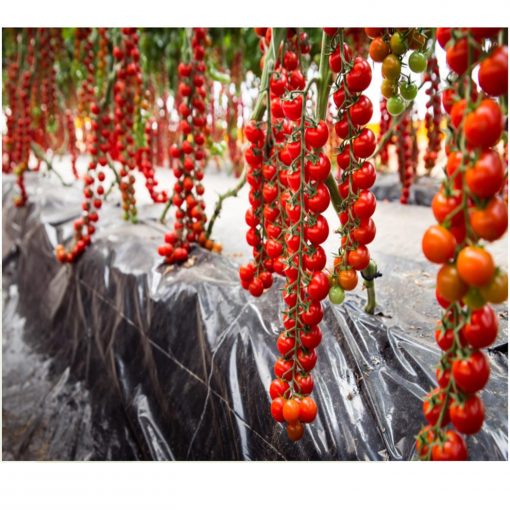 Paskualeto F1 tomate cherry nedeterminate Syngenta