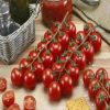 Sicuro F1 (CRX 75836) tomate cherry nedeterminate