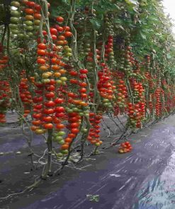 Wanda F1 tomate cherry nedeterminate Profit