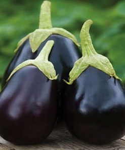 Depozitul de seminte. Black Beauty.Ele sunt fructe de marime medie, rotunde, de culoare violet-inchis stralucitoare.