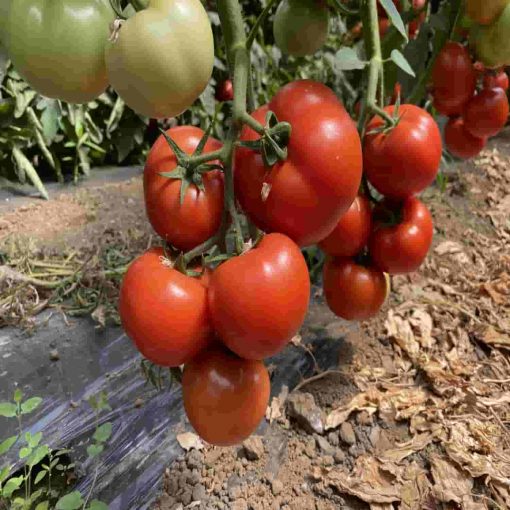 Canova F1 hibrid tomate nedeterminate Clause