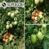 Kruna soi sarbesc tomate determinate superior seeds