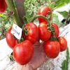 Depozitul de seminte. Seminte profesionale. Este un soi de tomate timpuriu cu crestere determinata, destinat cultivarii in camp.