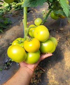 Depozitul de seminte. Badalona F1 este un hibrid de tomate.