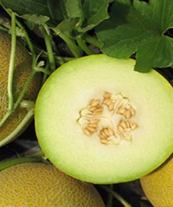 Depozitul de seminte. Dalalh F1 este un hibrid de pepene galben.