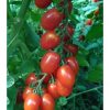 Depozitul de seminte. Tomate PO 9152 F1 (Datterino F1).