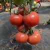 Depozitul de seminte. Boniusa F1 este un hibrid de tomate roz.