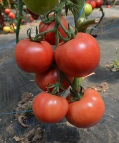 Depozitul de seminte. Boniusa F1 este un hibrid de tomate roz.