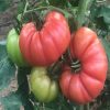 Depozitul de seminte. Tomate Sonarosa f1.