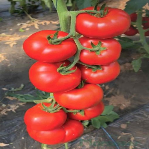 Depozitul de seminte. Tomate Aldemir F1 (T419769) .